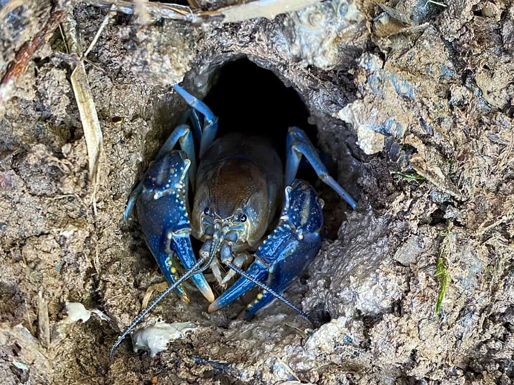 EDGE Contributes to First-Ever Burrowing Crayfish Relocation Study Published in Water