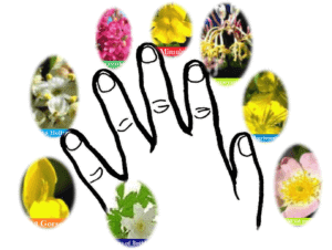 Quelle complémentarité entre EFT et Fleurs de Bach ?