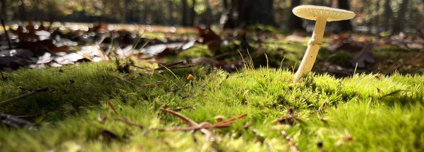 Green Burial Massachusetts