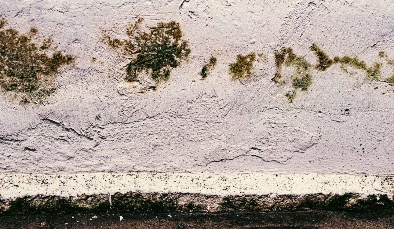 mould and mildew
