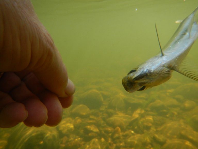 Don's herring under-water