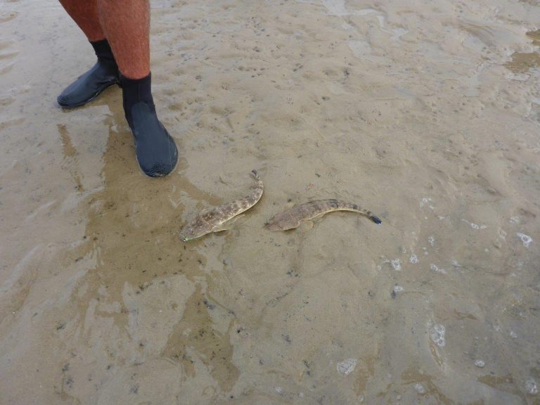 Rodney and David Spencers Flathead