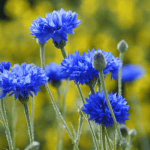 cornflower