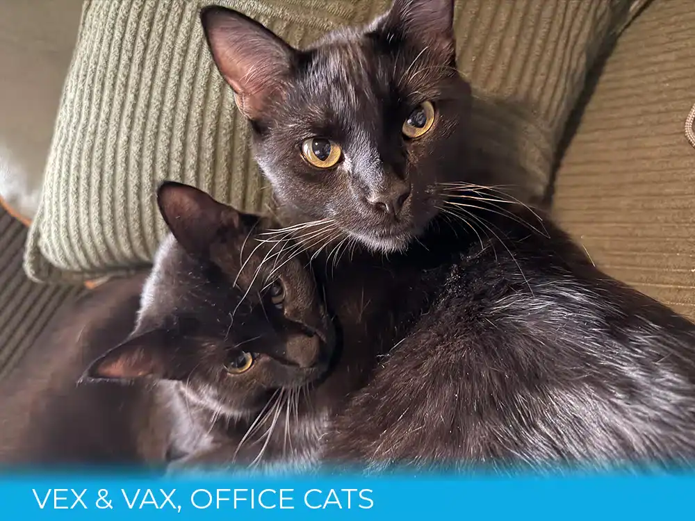 Our resident office kitties, Vex and Vax.