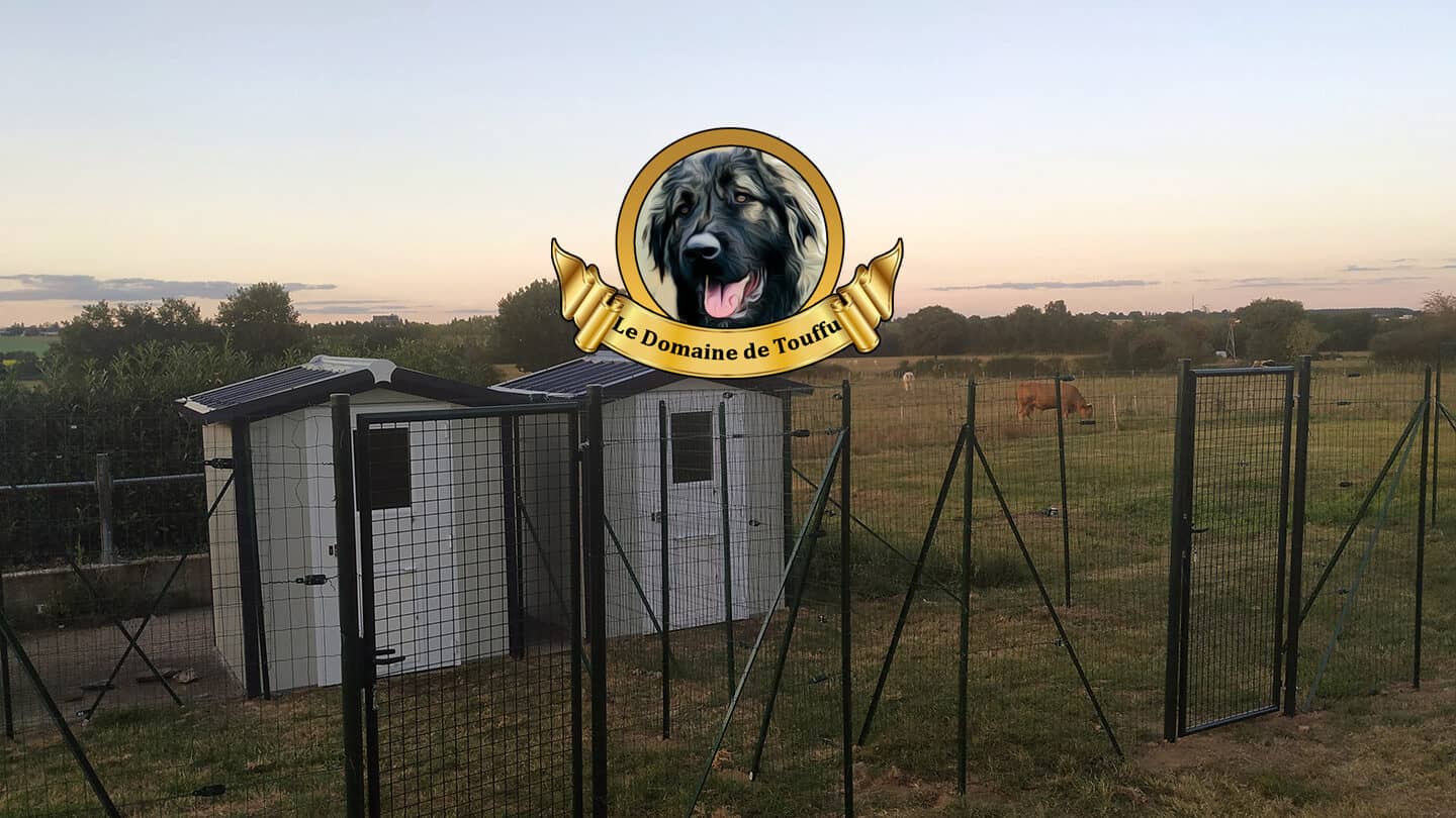 Pension canine près d'Ancenis