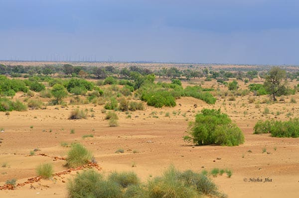 Mumal & Mahendra - A Rajput love story 5 mumal ki medhi lodhurva @lemonicks.com