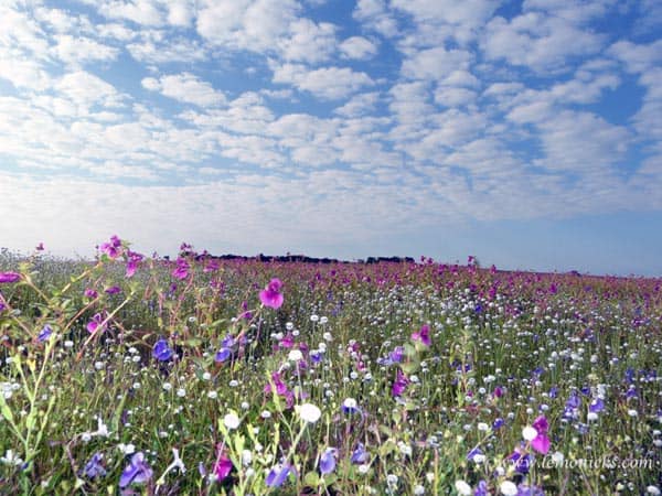 10 Simple Ways to Celebrate Earth Day with earnestness 1 earth day @lemonicks.com