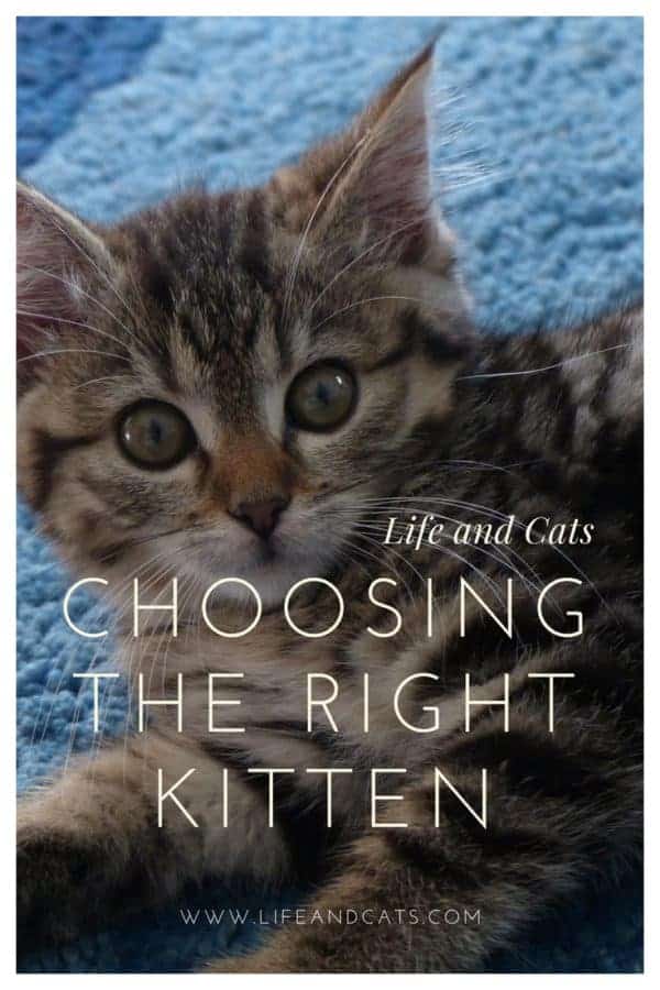 choosing the right new kitten pinnnable image