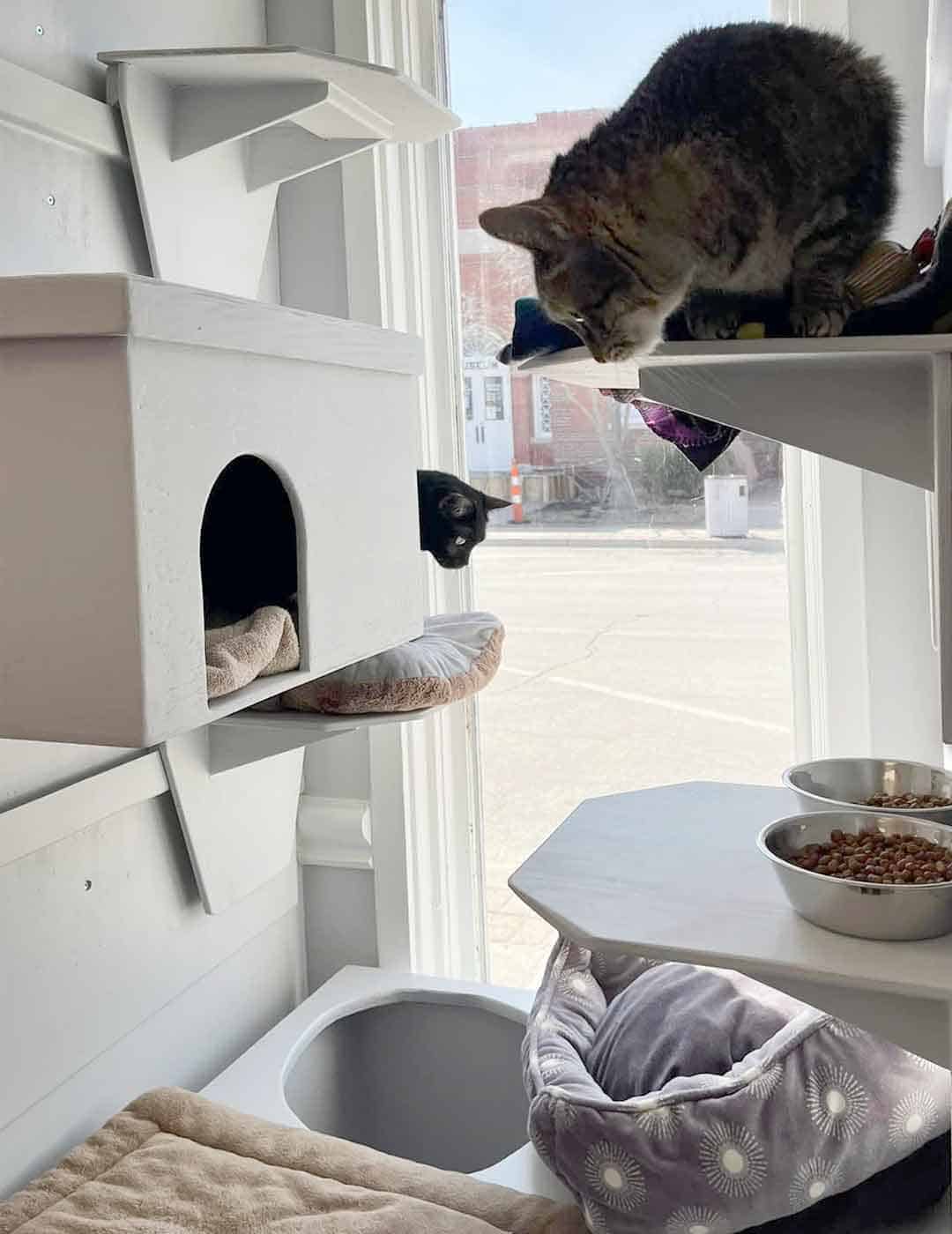 Lily's Play-N-Stay cat boarding suite at Main Street with elevated perches, hidden litter boxes, and in-cottage food station