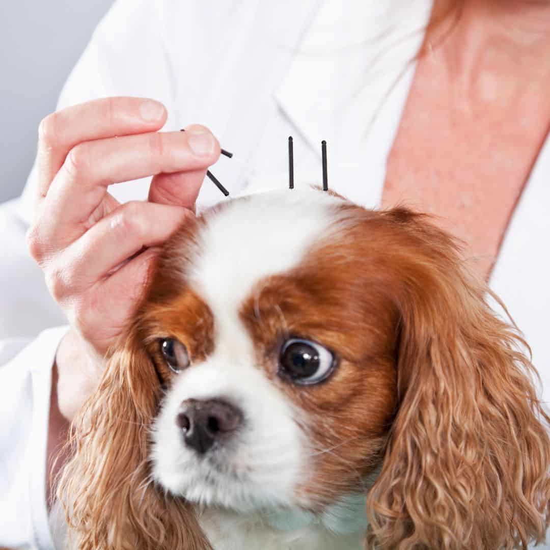 Veterinary acupuncture treatment on a pet at Lily's Play-N-Stay in Belton, MO
