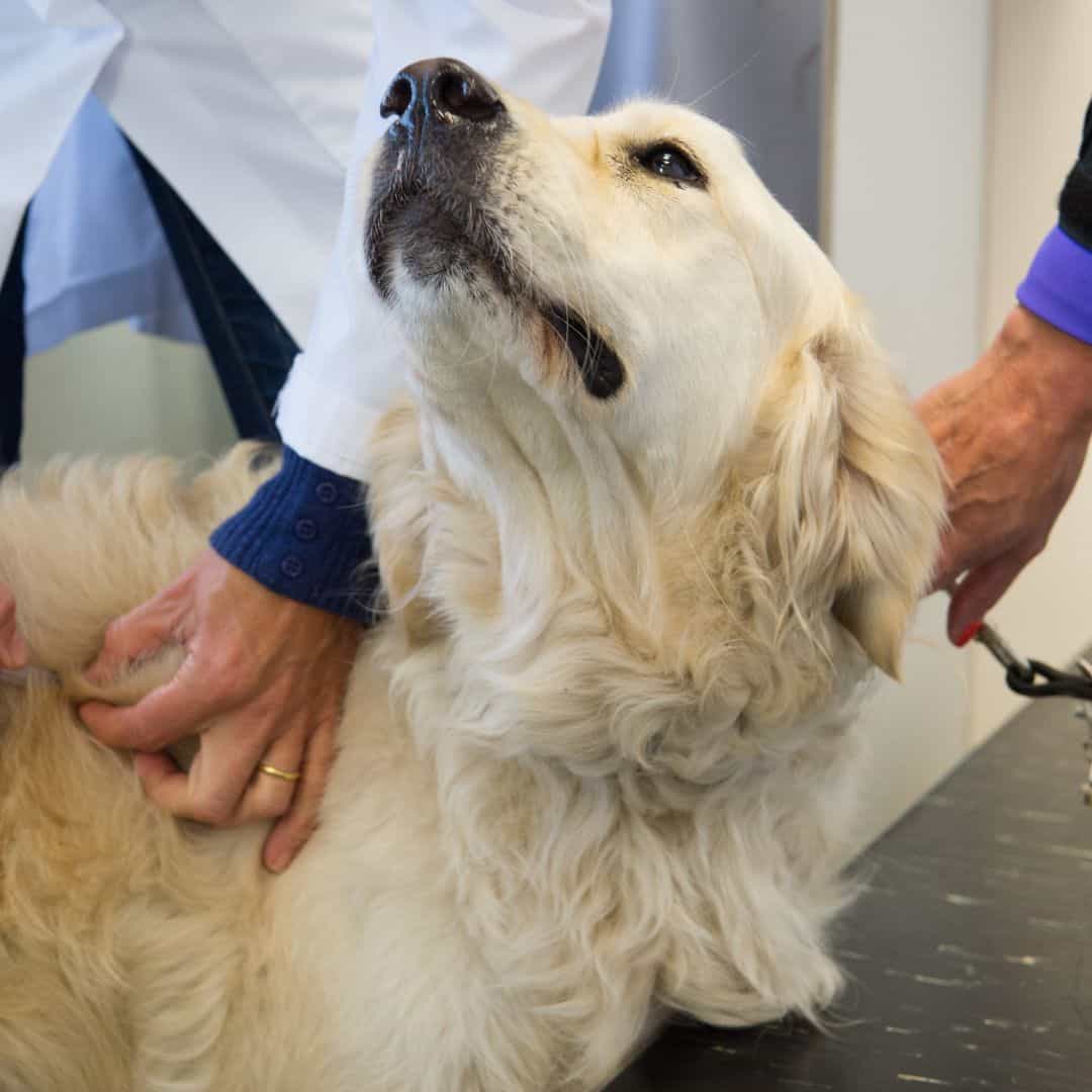 Veterinary medical manipulation (animal chiropractic adjustment) on a dog at Lily's Play-N-Stay