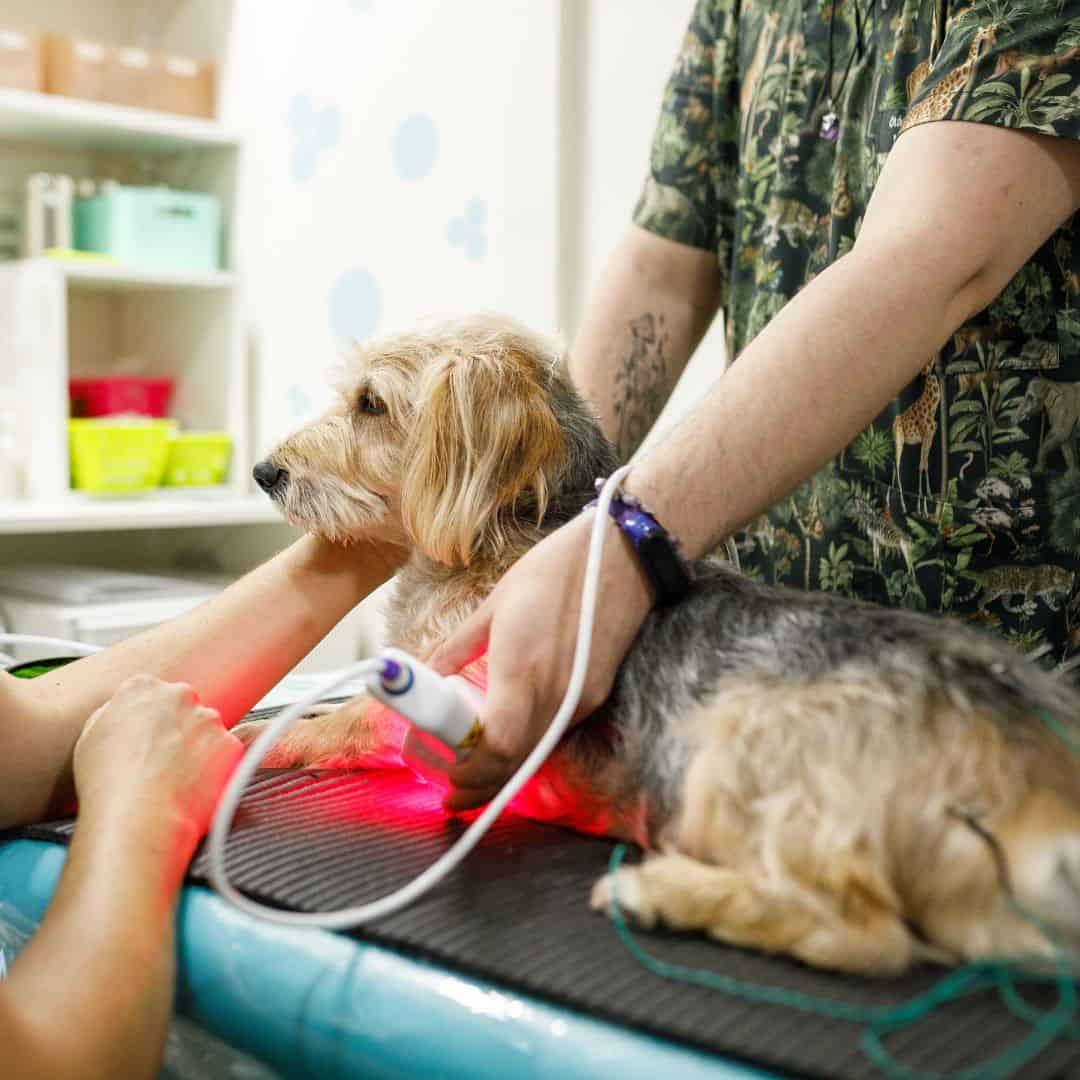 Cold laser therapy treatment for a pet at Lily's Play-N-Stay