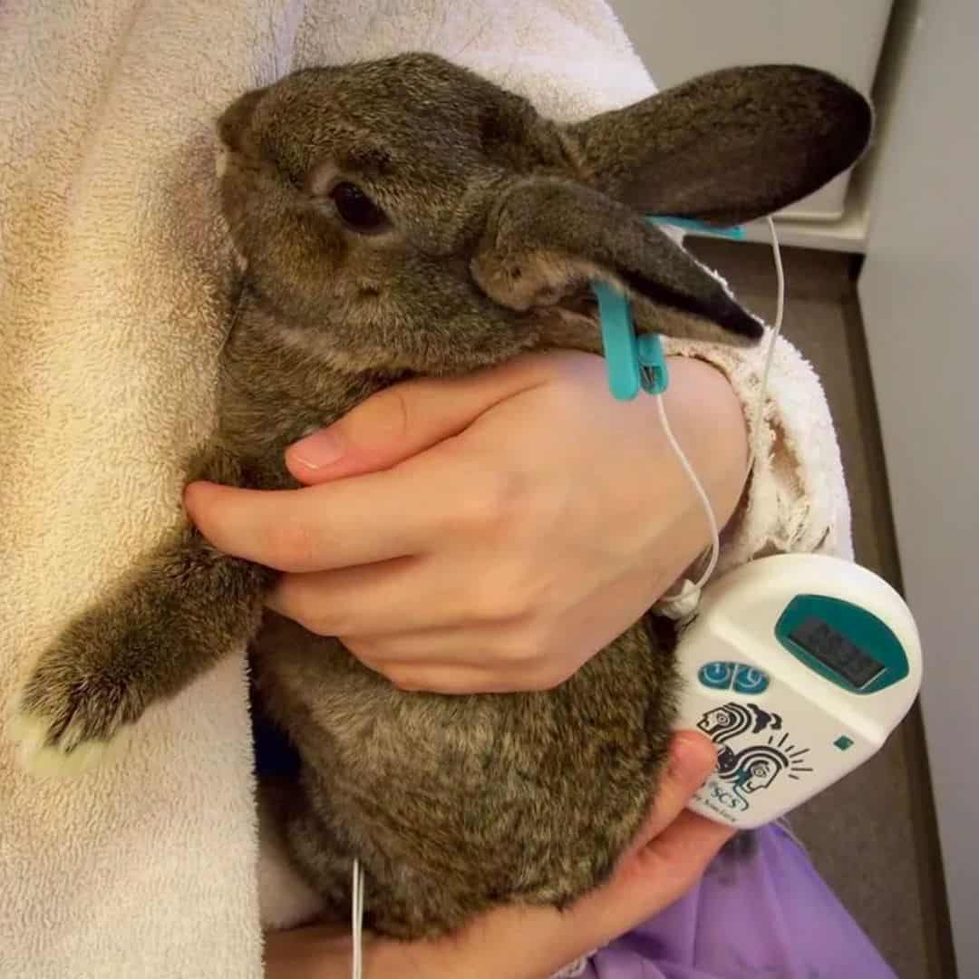 Holistic care for an exotic pet at Lily's Play-N-Stay in Belton, MO
