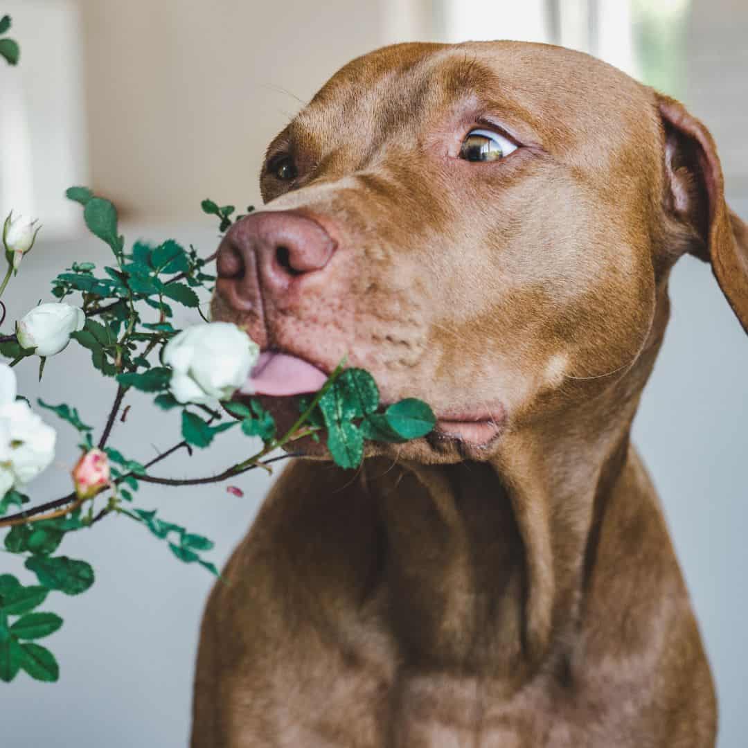 Veterinary herbal medicine for pets at Lily's Play-N-Stay in Belton, MO