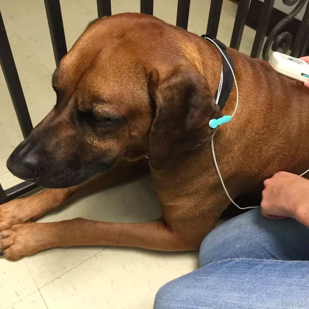 Alpha-Stim micro-current therapy for a pet at Lily's Play-N-Stay