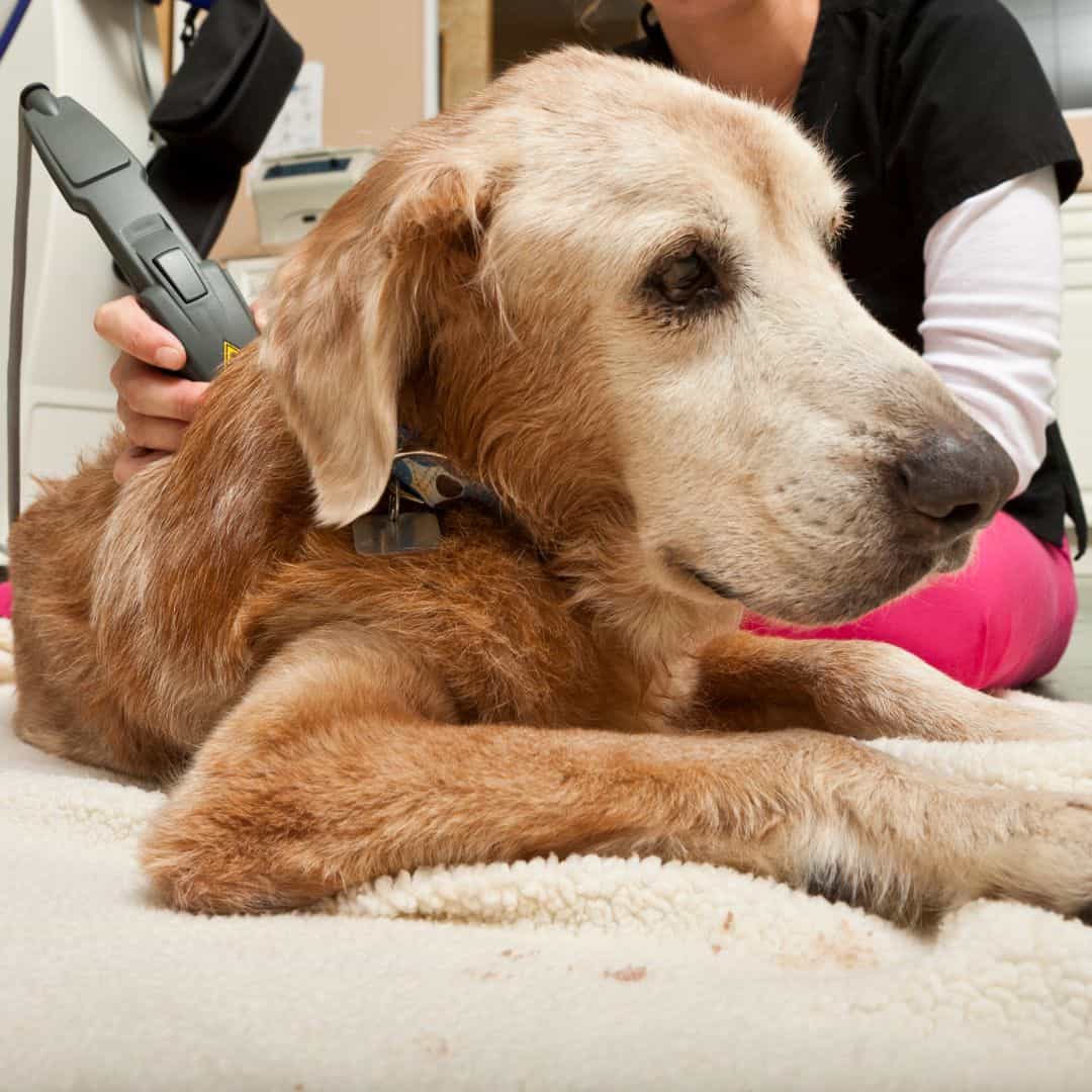 Senior dog receiving geriatric and palliative holistic care at Lily's Play-N-Stay