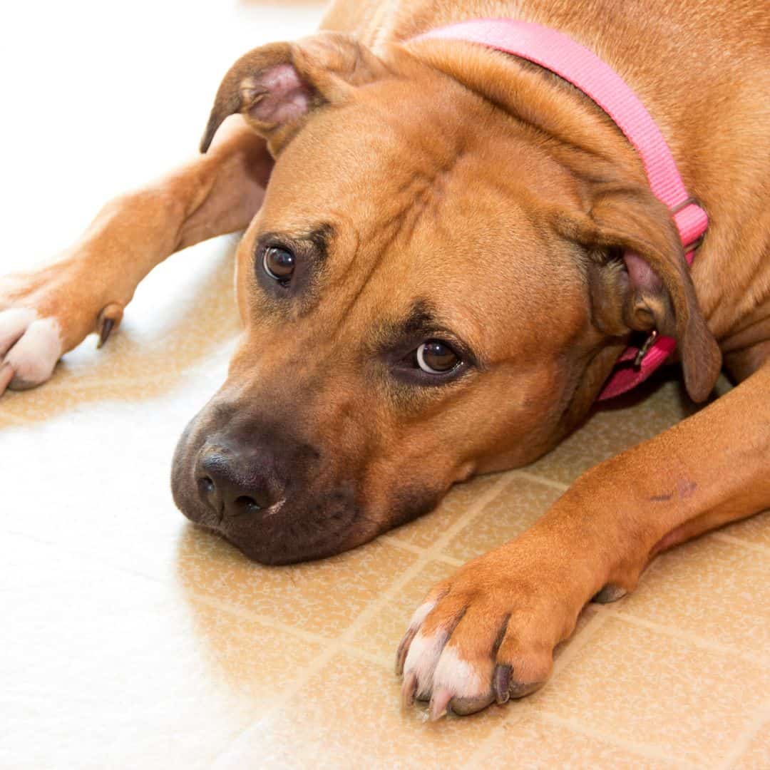 Acoustic wave therapy for a pet at Lily's Play-N-Stay in Belton, MO