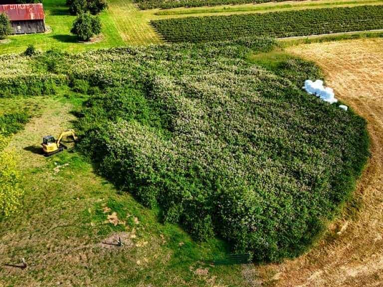 blackberry-clearing-before