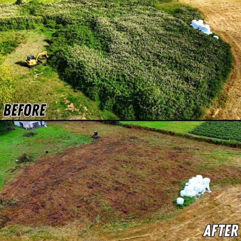 Blackberry Removal