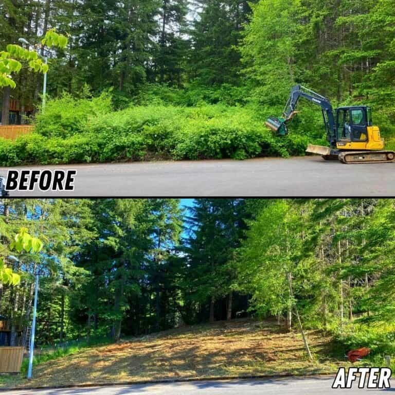 Blackberry Removal Services