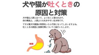 犬がドッグフード吐く原因と対策