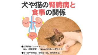 完済_犬や猫の腎臓病と食事の関係