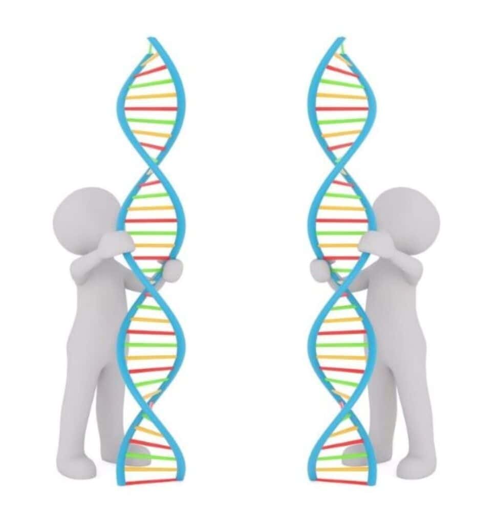 Two DNA People