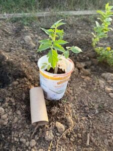 Tomato plant and toilet paper roll