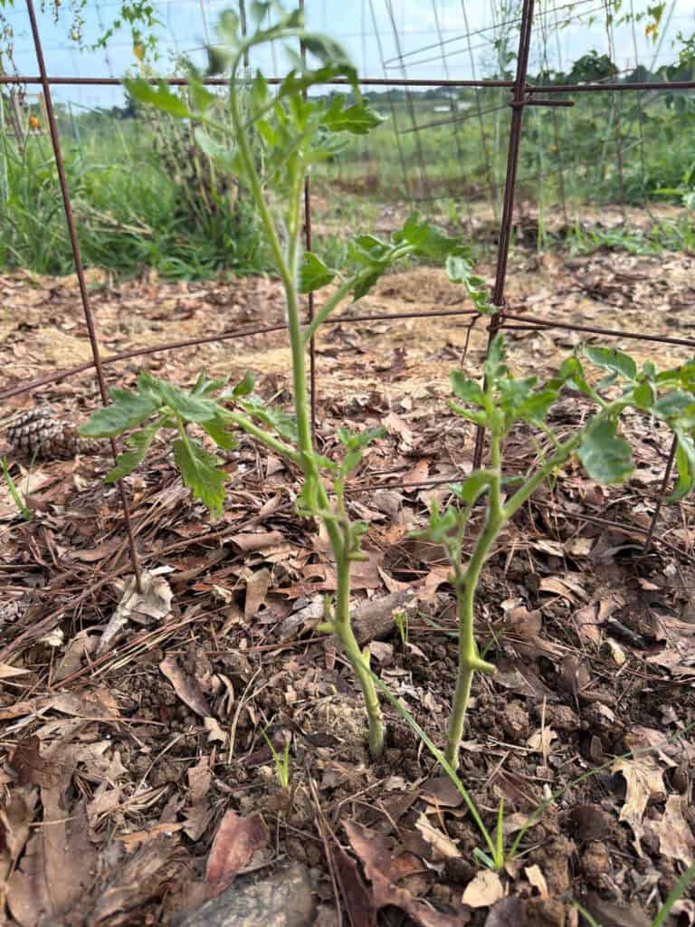 Twin Big Boy Tomatoes
