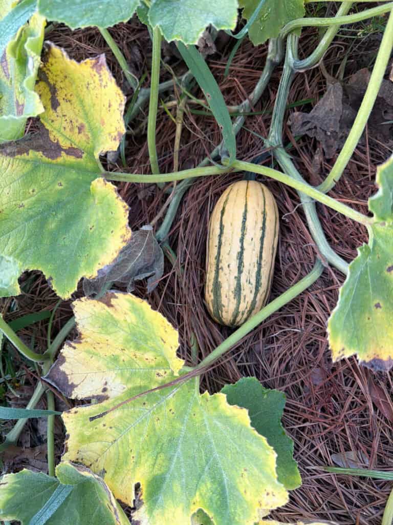 Delicata on the vine.