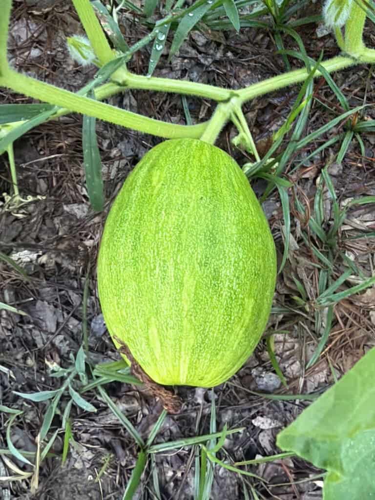 Dickinson Pumpkin growing on a vine