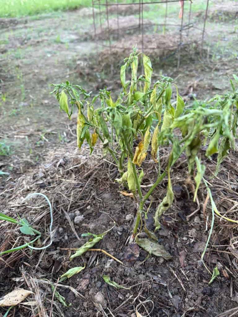 Jalapeno Pepper Plant collapsed