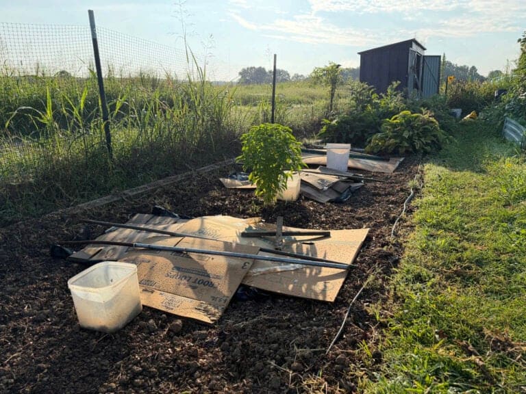the tomato mounds were covered with black plastic, cardboard and somthing to keep it from blowing in case of rain.