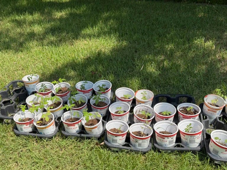 Tomatoes under trees for dapple light.