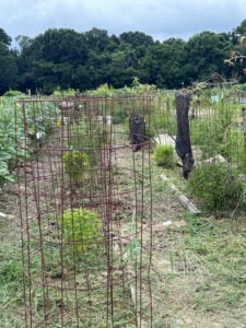 Back 40 tomatoes and basil rows