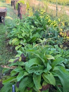 Bocking 14 or sterile Comfrey