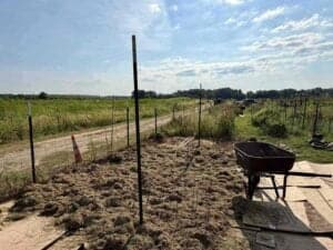 Full view of cage are showing the posts that are 13 feet apart with boxes mulched with grass. The tomato cage will be stored on its side