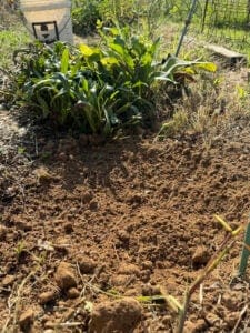 tilled soil that will be for the calendula pocket next to shasta daisies