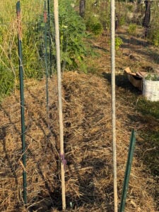 Cucumber trellis bed with straw