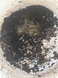 Soil Amendment that has Black Kow, my homemade compost, gypsum, and kelp meal.