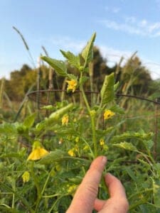 Tomatillo with yellow flowers
