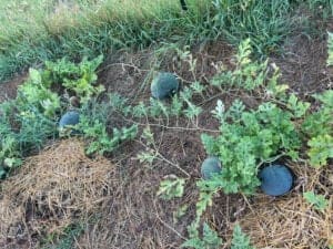 Watermelons growing on a bed of straw