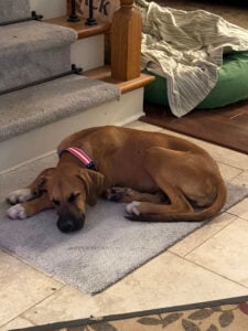 Puppy Resting