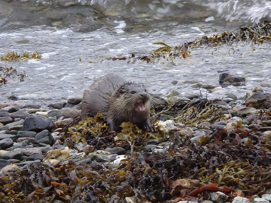 otter