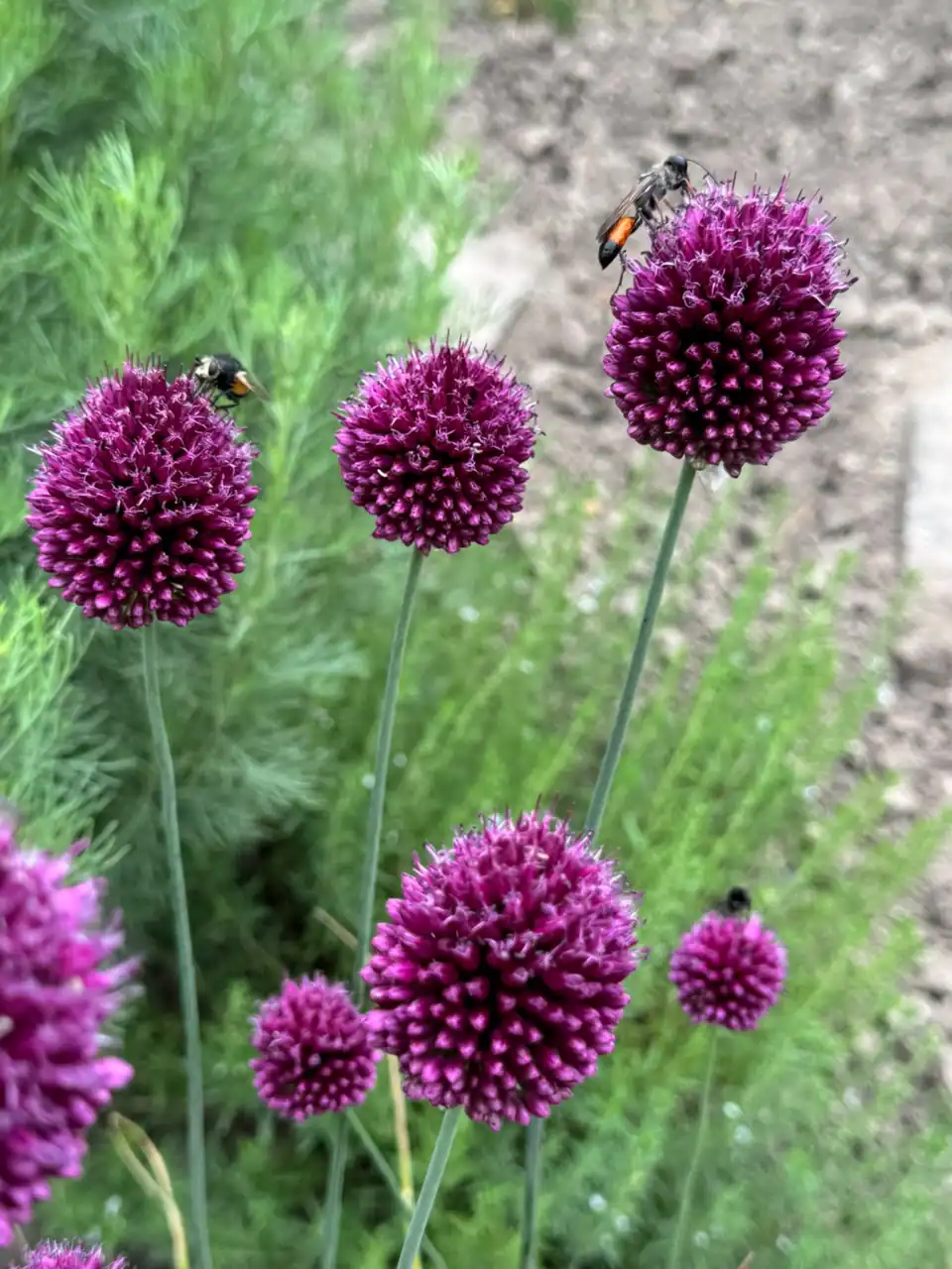 Gartenlaube und blühende Pflanzen KGV Regenstein 1