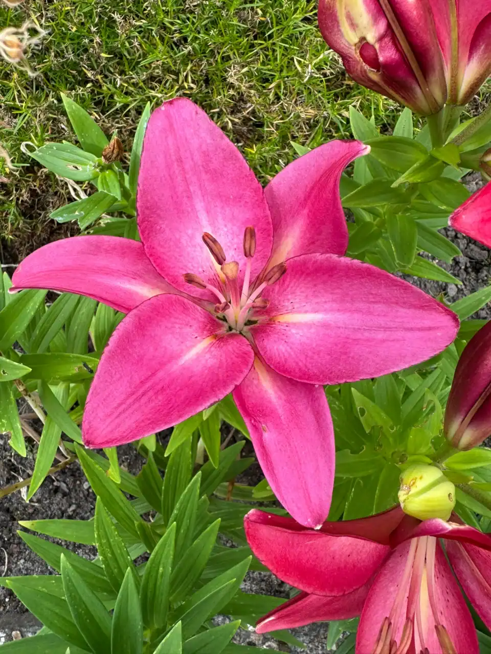 Gemütliche Gartenparzelle im Harz