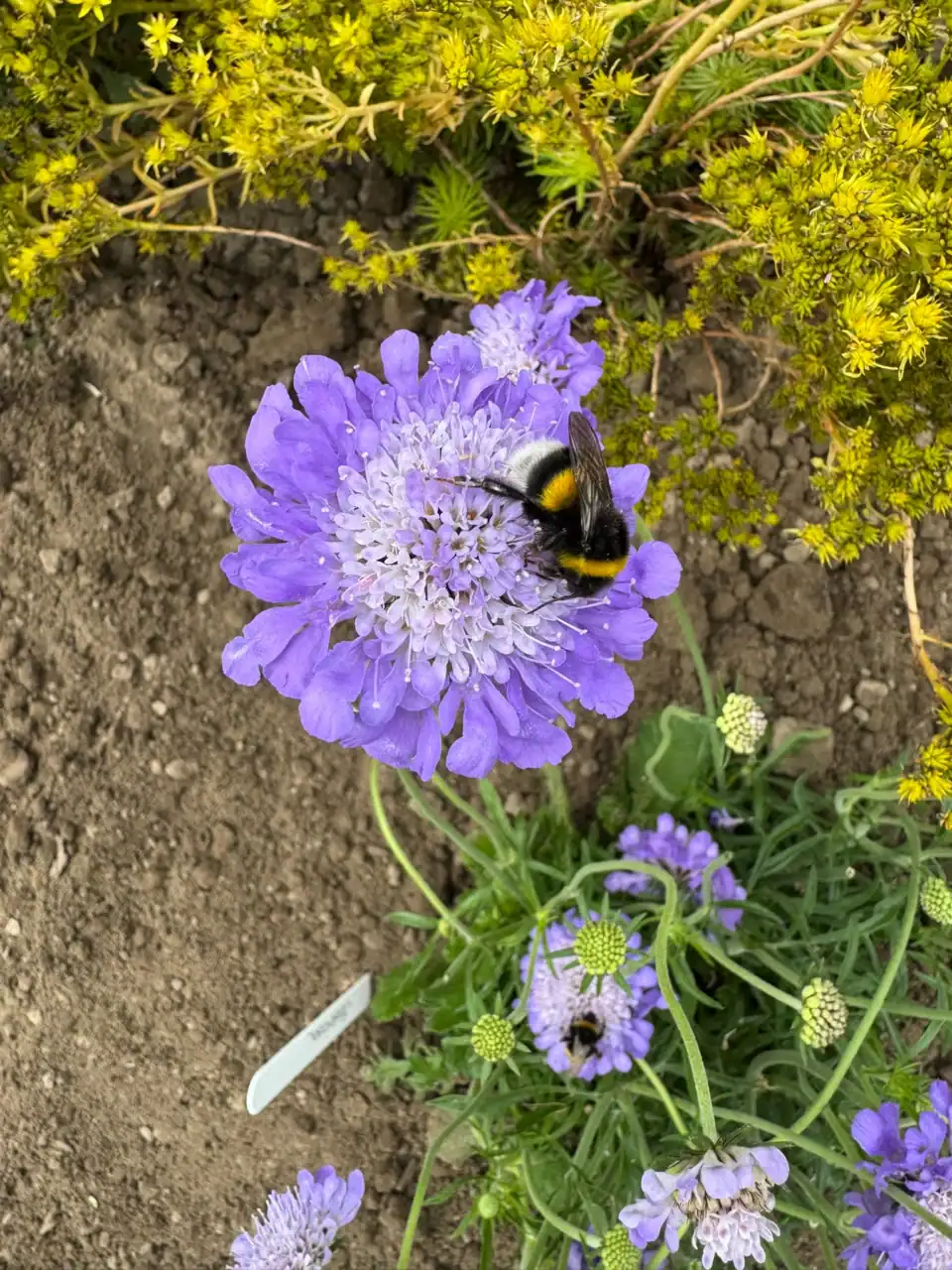 Gemütliche Gartenparzelle im Harz