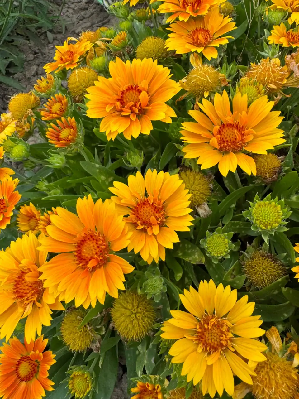 Gemütliche Gartenparzelle im Harz