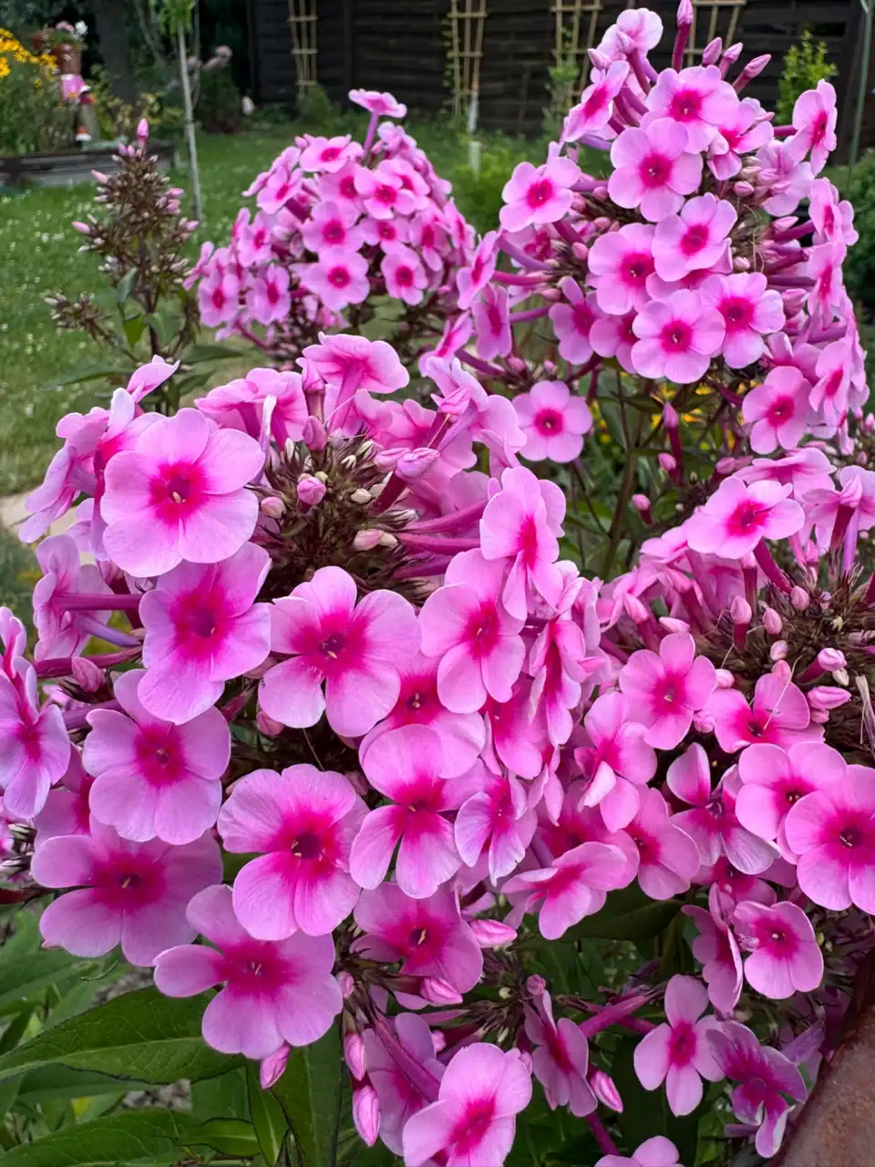 Gemütliche Gartenparzelle im Harz
