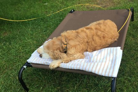 elevated dog bed elevated dog bed for camp